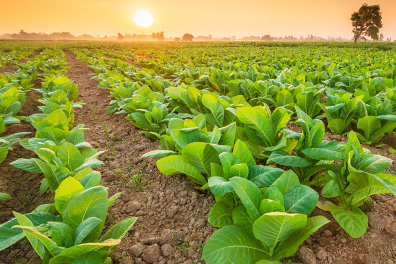 humidification-of-tobacco-app-image_web.jpg