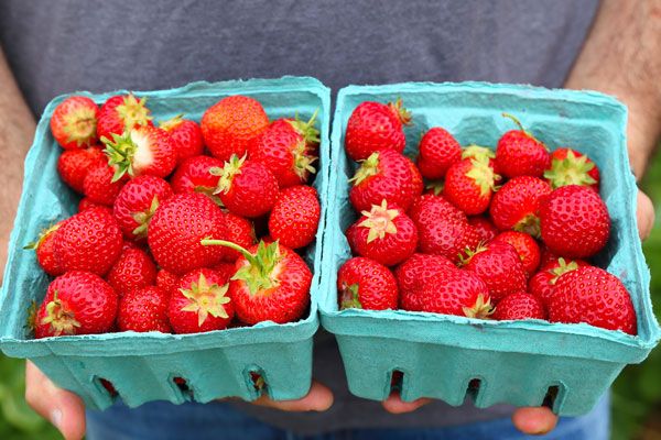 NASH vacuum systems installed in molded fiber image