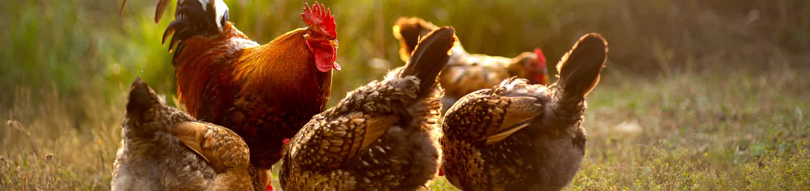 Vacuum Systems For Poultry Processing