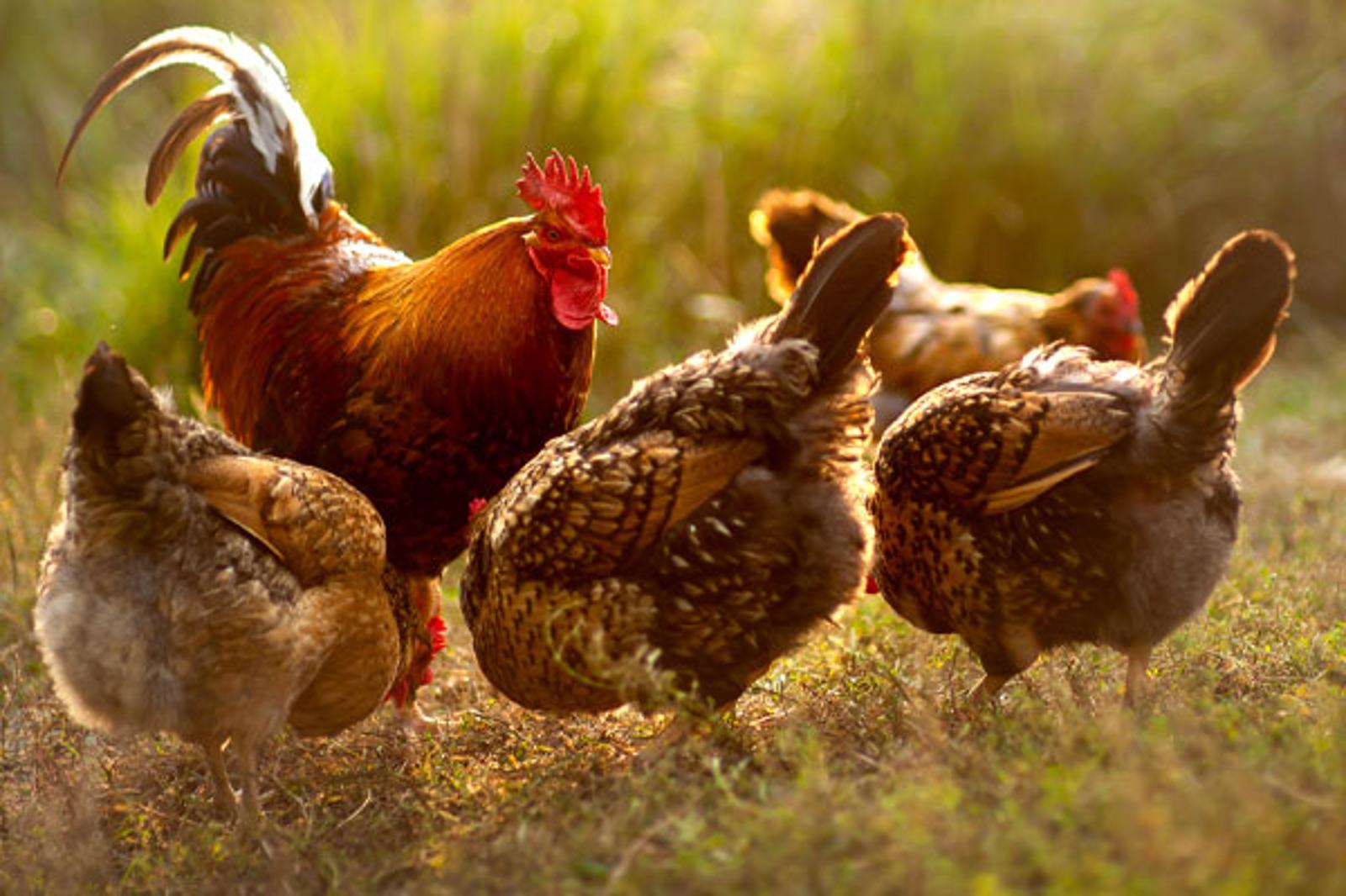 poultry-application-image_web.jpg