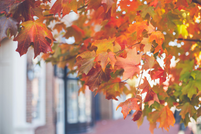 A close up of fall leaves. Living in Decatur, GA means getting to experience all four seasons.