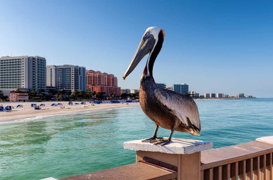 A pelican perched on a pier overlooking Clearwater Beach, with the city skyline visible in the background on a sunny day.