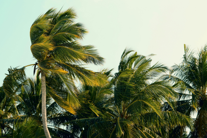 Palm trees blow in intense wind during hurricane season in Delray Beach, FL.