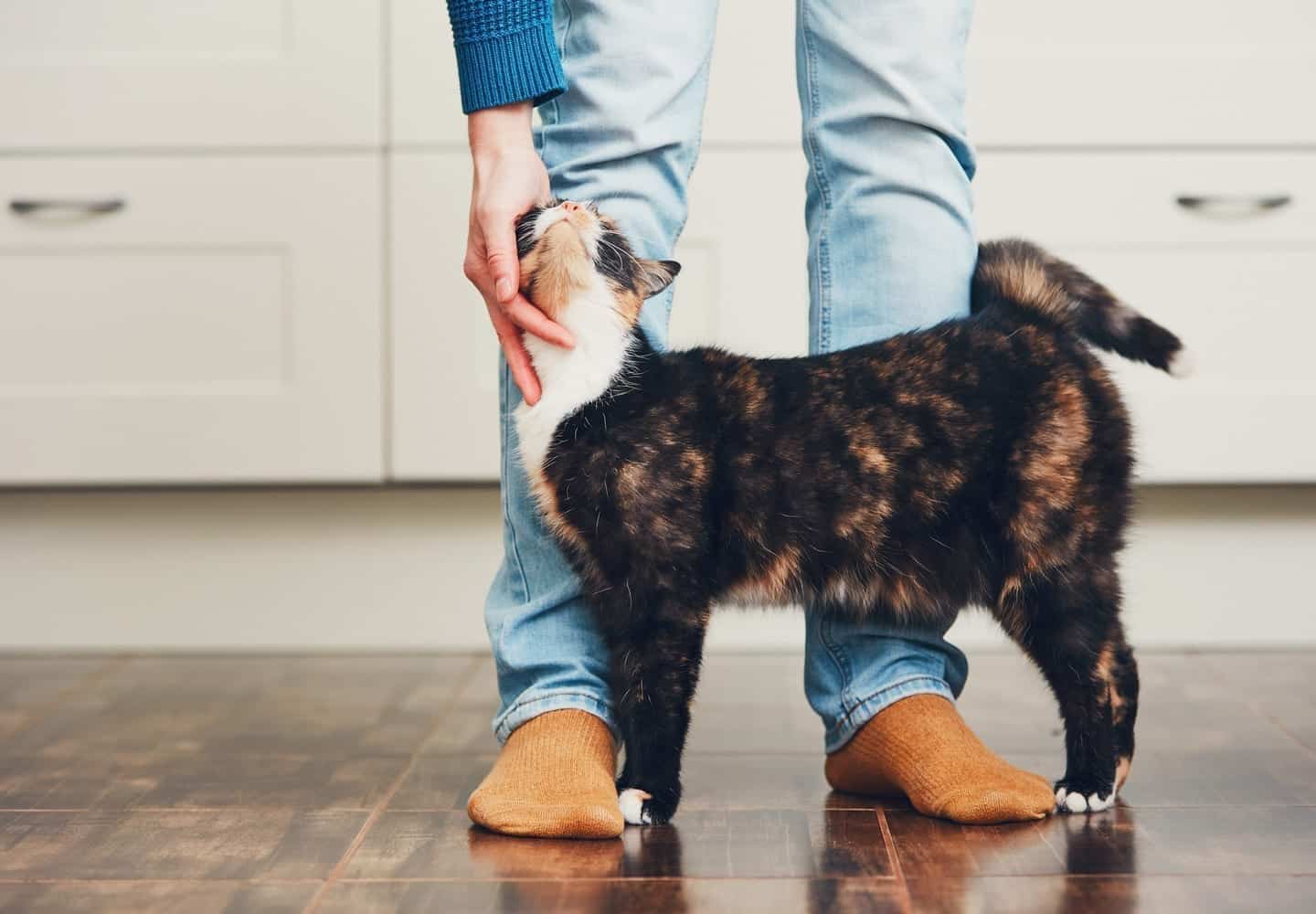 A calico cat brushing against their owner's leg