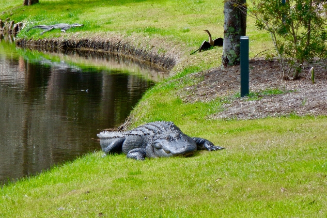 An alligator rests along the edge of a pond in Hilton Head, South Carolina, showcasing the wildlife found along the South Carolina coast.