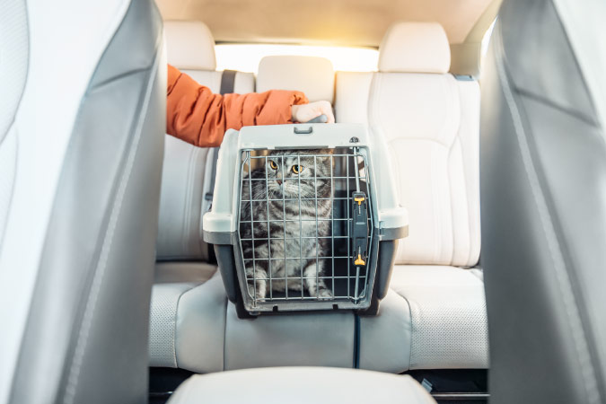 A gray, striped cat is sitting in its carrier while its owner places it in the backseat of a car in preparation for moving with cats.