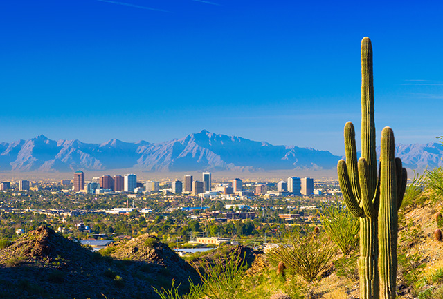 A cactus in the foreground, with downtown Phoenix in the background