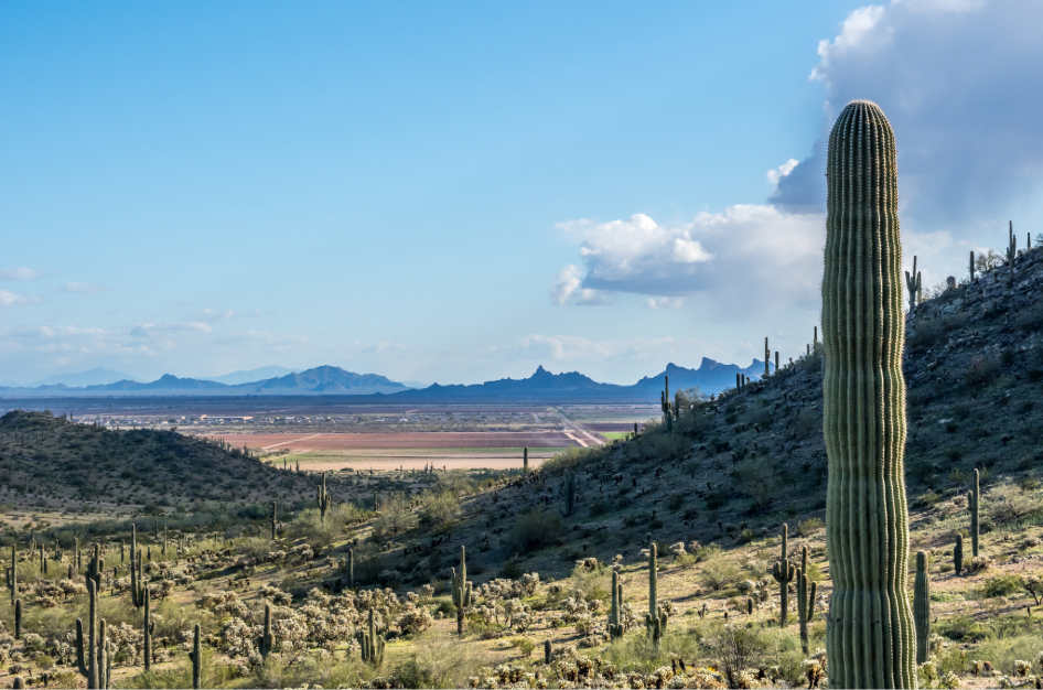 A stunning view of rolling hills featuring a Saguaro Cactus in the foreground with desert terrain and mountains in the background — definitely a top pro on any list of pros and cons of living in Casa Grande, AZ.