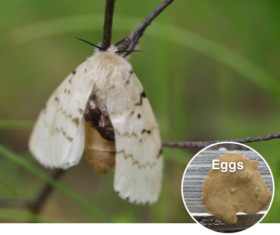 Gypsy Moth