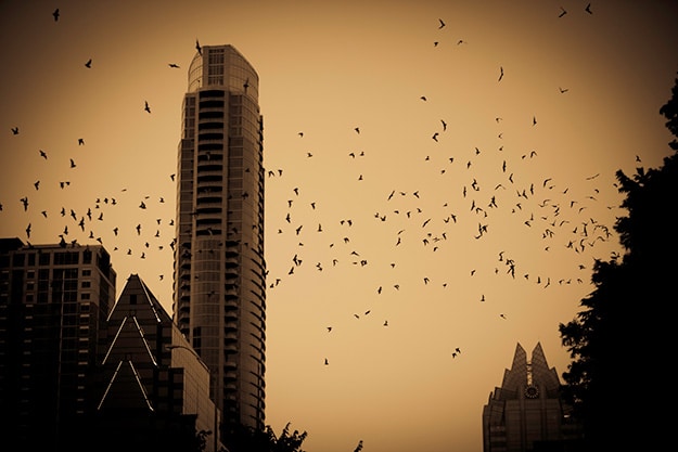 Bats take flight at sundown in Austin, Texas. They surround a high-rise building. There is a brownish tint to the image. 