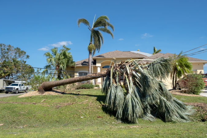 A palm tree has fallen over and is resting on power lines after a strong wind event in Florida.