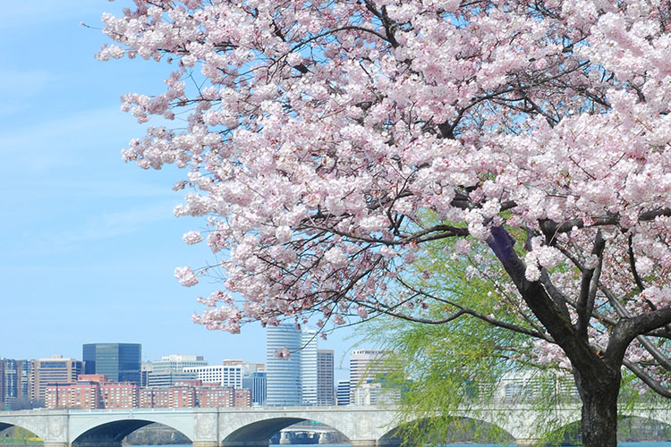 A cherry blossom tree standing in a park in Arlington