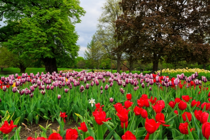 A field of red and purple tulips in full bloom surrounded by mature shade trees in Washington Park, one of the best places to live in Albany, NY.