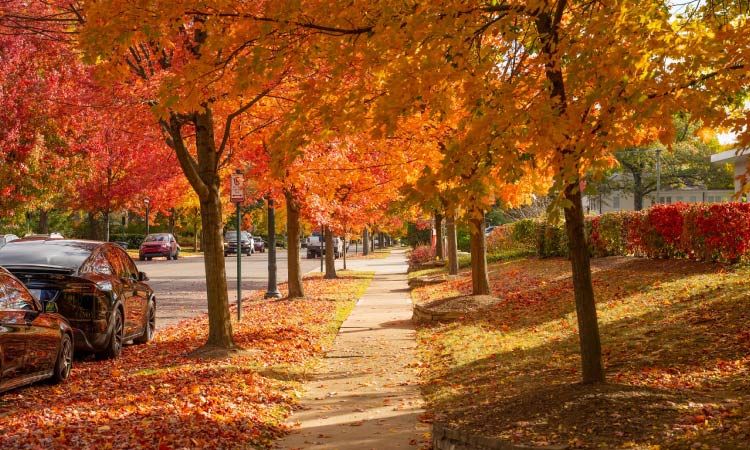 The view down a tree-lined residential sidewalk in Bexley, Ohio, in the fall. The leaves have all turned to hues of yellow, orange, and red, and a good portion of them have fallen onto the grass.
