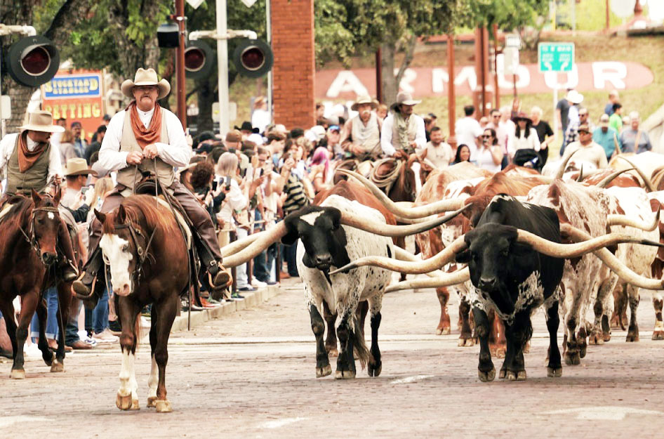 Crowds gather beside a city road to watch the cattle drive as it passes through Downtown Fort Worth — an example of the state’s rich culture and one answer to the question “Why are people moving to Texas?”