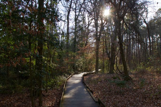 Boardwalk trail winding through Congaree National Park, a popular outdoor destination for those living in Columbia, SC.
