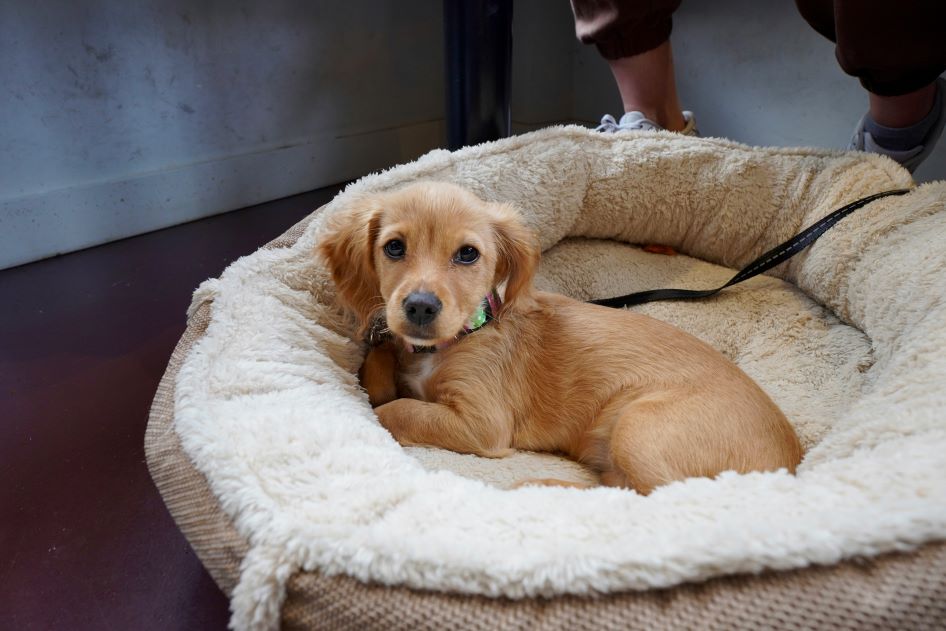 A small puppy lies on a dog bed, great for pet decor, while looking at the camera.