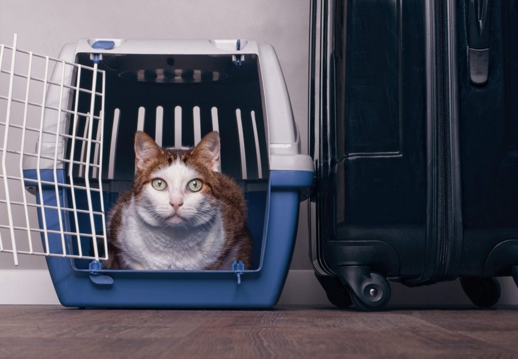 moving with a cat