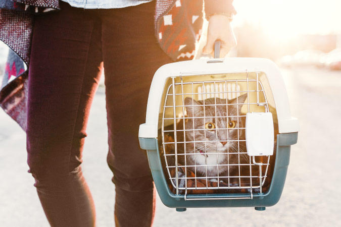 A close-up of a cat looking apprehensive in its carrier as its owner carries it through the airport parking lot before boarding a plane.