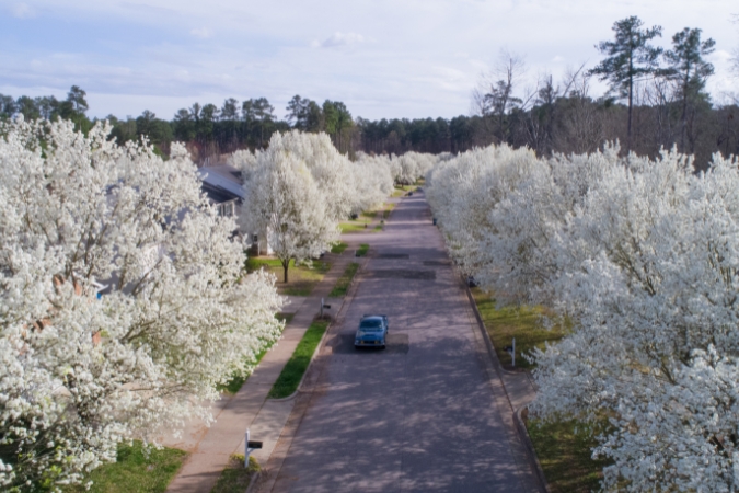 Blooming Bradford Pear trees line neighborhood streets in the spring, one of the best times of the year when living in Greensboro, NC.