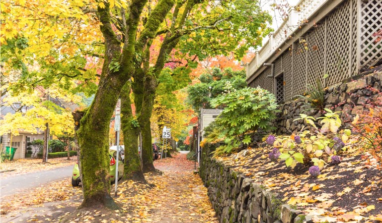 Autumn in a Portland, Oregon, neighborhood. A residential sidewalk is carpeted in golden leaves. It’s lined by moss-covered trees on one side and a stone wall on the other.