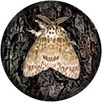 Moving to California