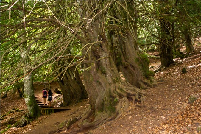 Two women hike through a beech and yew forest in the Cuyahoga Valley National Park.