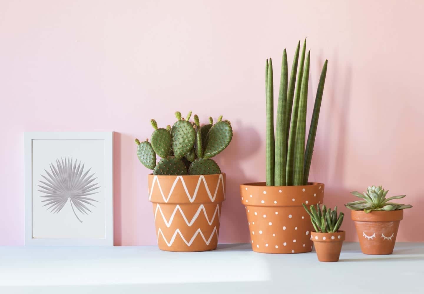 Four different succulent house plants and a drawing of a palm frond against a pink wall.