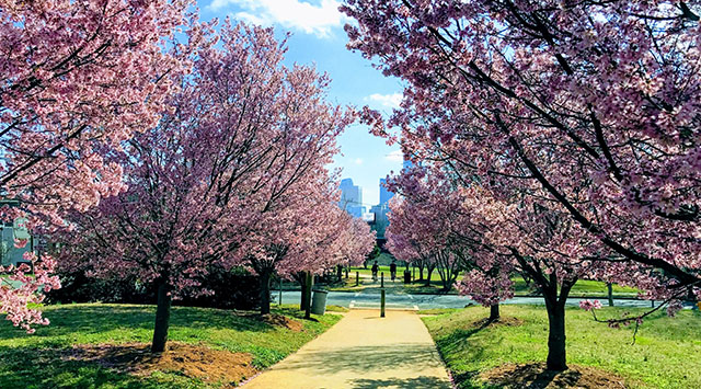 Charlotte park view
