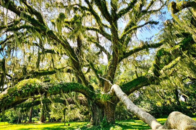 Large southern live oak tree with a thick, twisting trunk and wide, low-reaching branches in Alfred B. Maclay Gardens State Park in Tallahassee — one of the best cities to live in Florida.