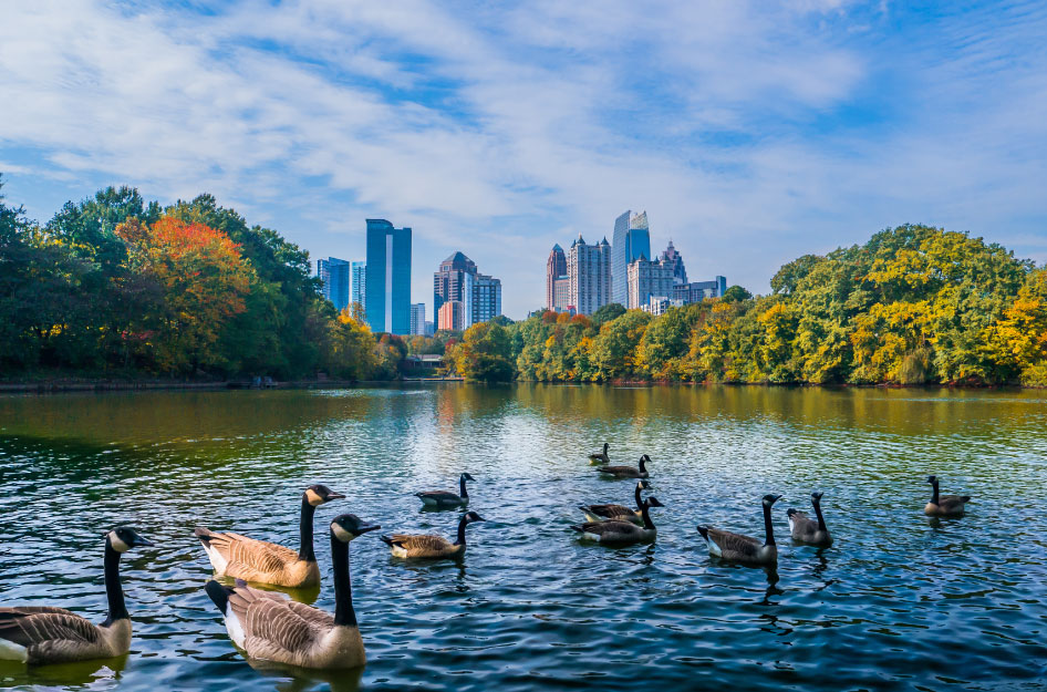 Canadian geese float on a pond with the Atlanta, Georgia, skyline visible in the distance.