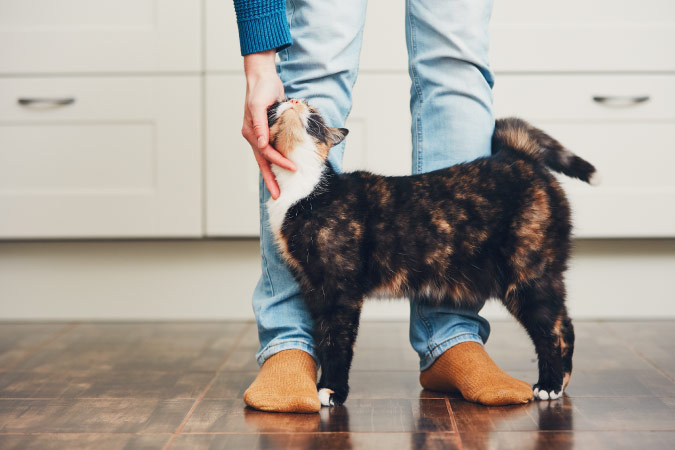 A calico cat is snuggling against its owner’s legs while getting a gentle pet on its head.