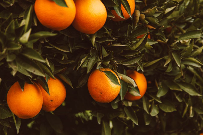 Close-up view of more than a half dozen juicy oranges hanging in a tree in an orchard.