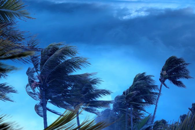 Palm trees lean and palm fronds bend in the wind during a tropical storm in Florida.