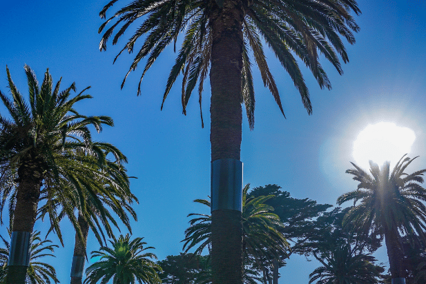 Palm trees in the sky in Florida