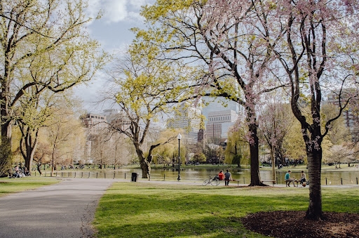 Shot of a Boston park with trees in the foreground and a large pond in the background