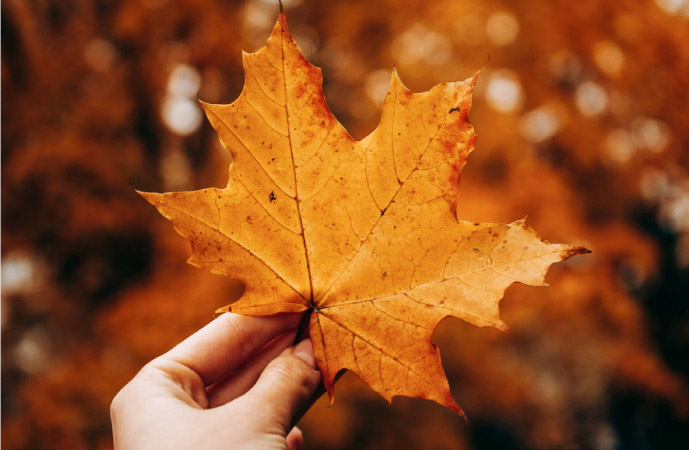 A hand holding a beautiful orange fall leaf, with more fall leaf colors out of focus in the background. Experiencing all four seasons is one of the most beautiful parts of living in Charlotte, NC.
