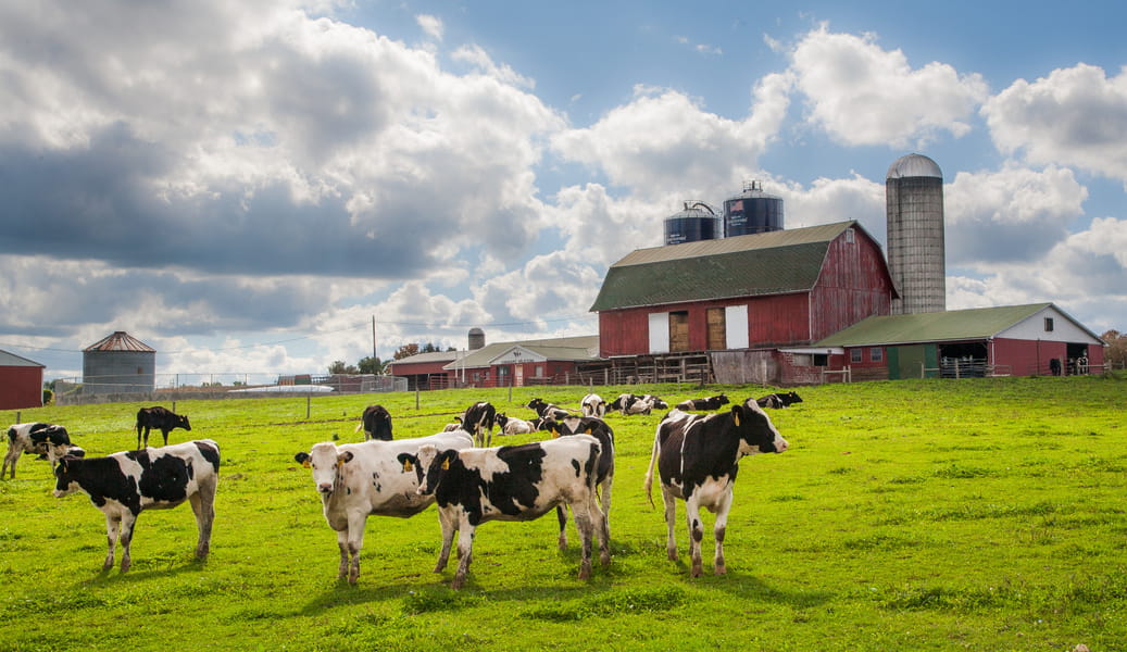 Dairy Processing