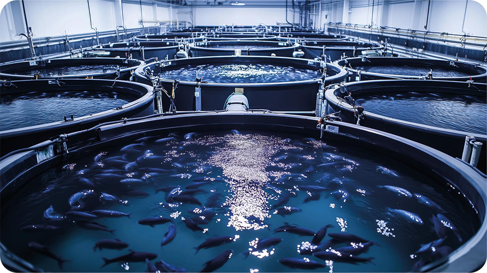 Aquaculture production system with fish tanks, circulating water, and oxygenation infrastructure supporting stable dissolved oxygen levels.