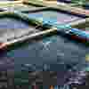fish-farming-ir-image-v1-95.jpg