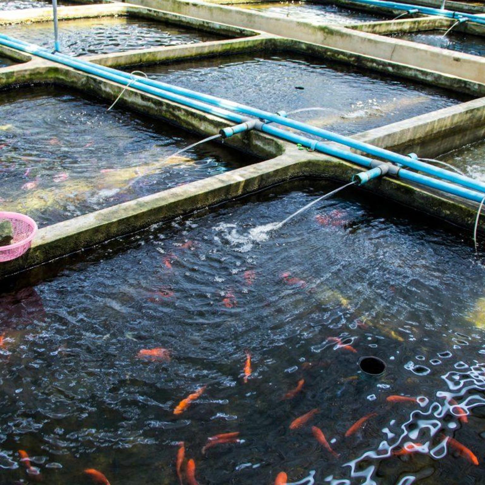 fish-farming-ir-image-v1-95.jpg