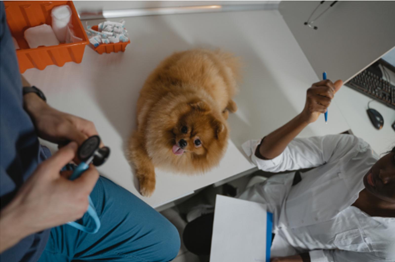 Oxywise_Oxygen_Application_Veterinary.png