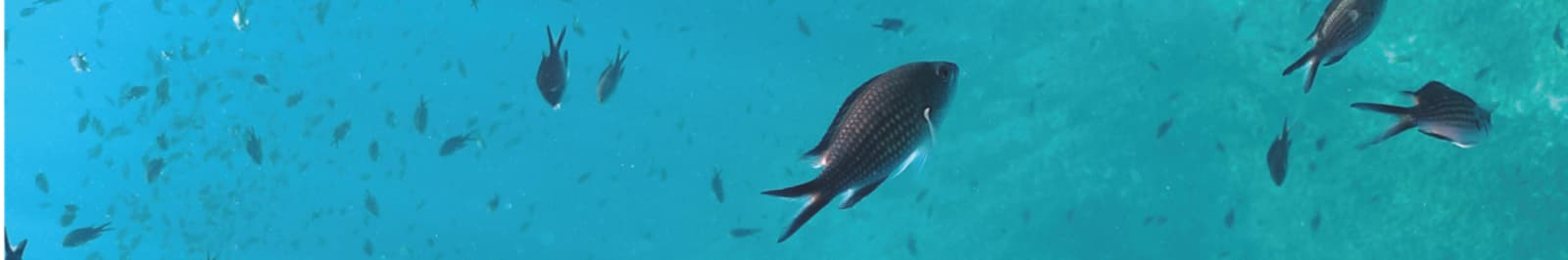 Mid banner showing a group of fish in deep water