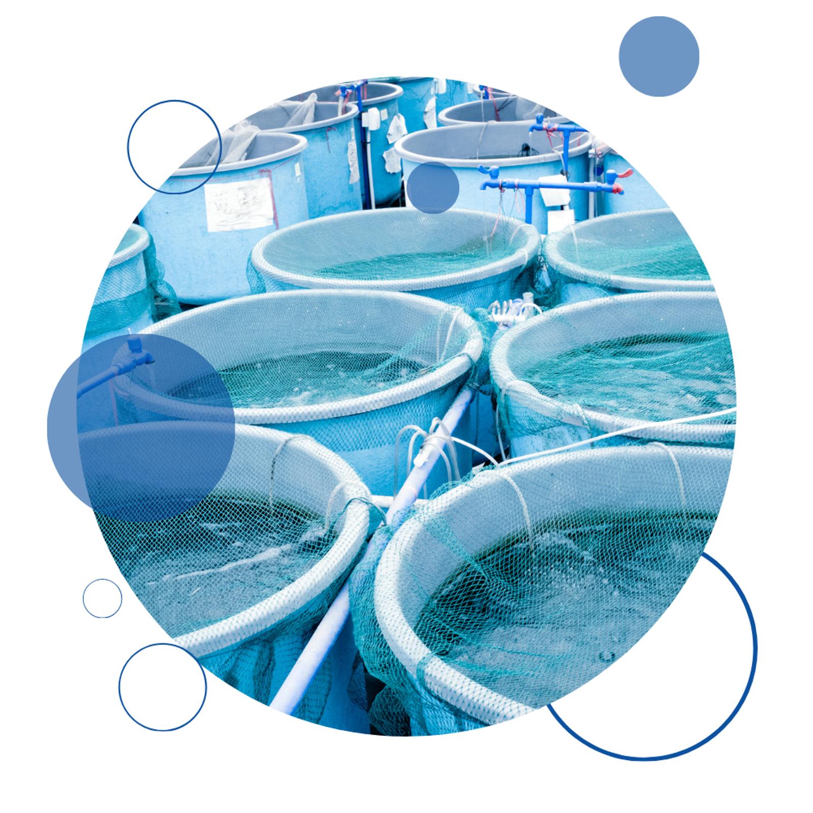 Oxywise Fish Farming Section Image1.png