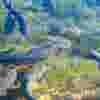 fish-farming-ir-image-v1-92.jpg