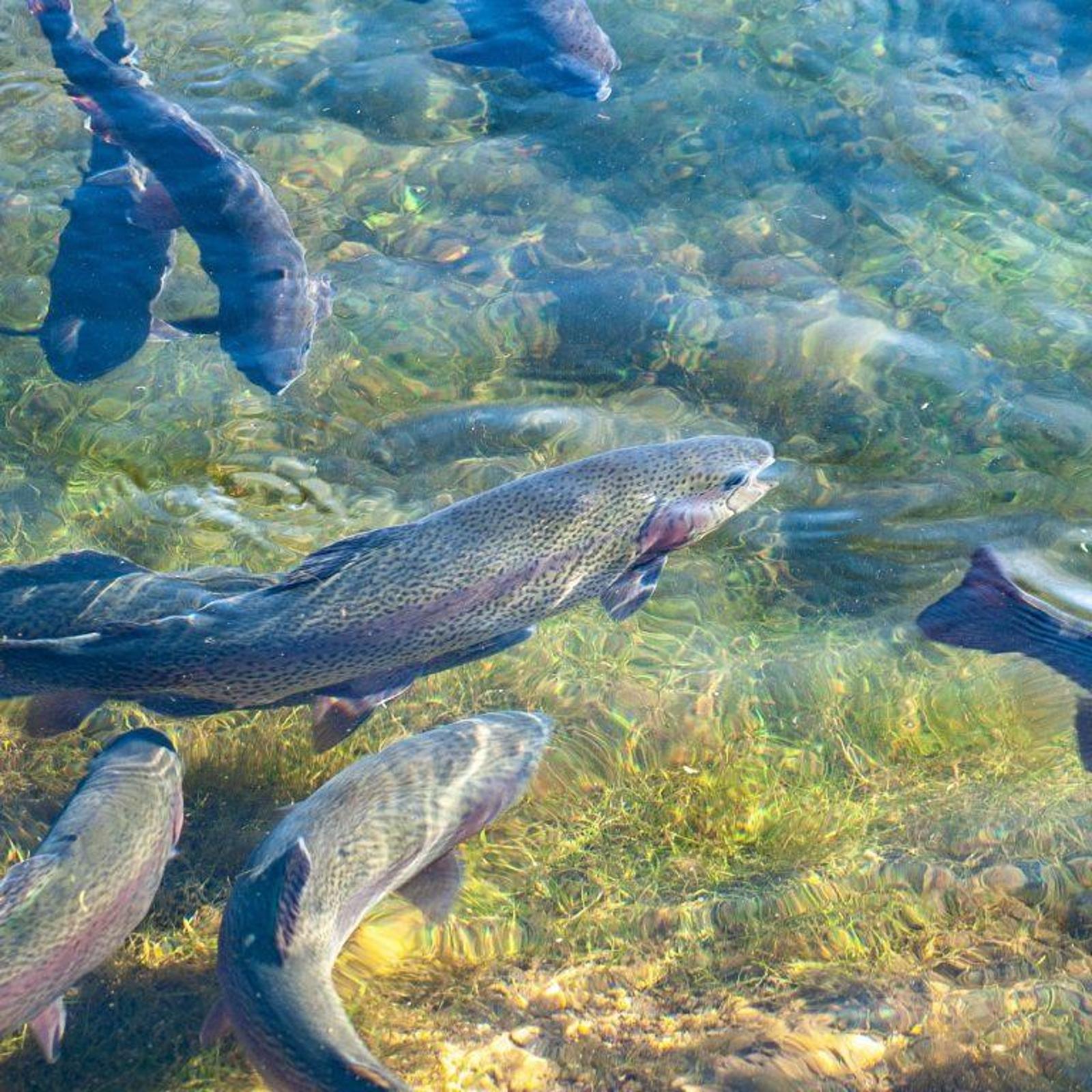 fish-farming-ir-image-v1-92.jpg
