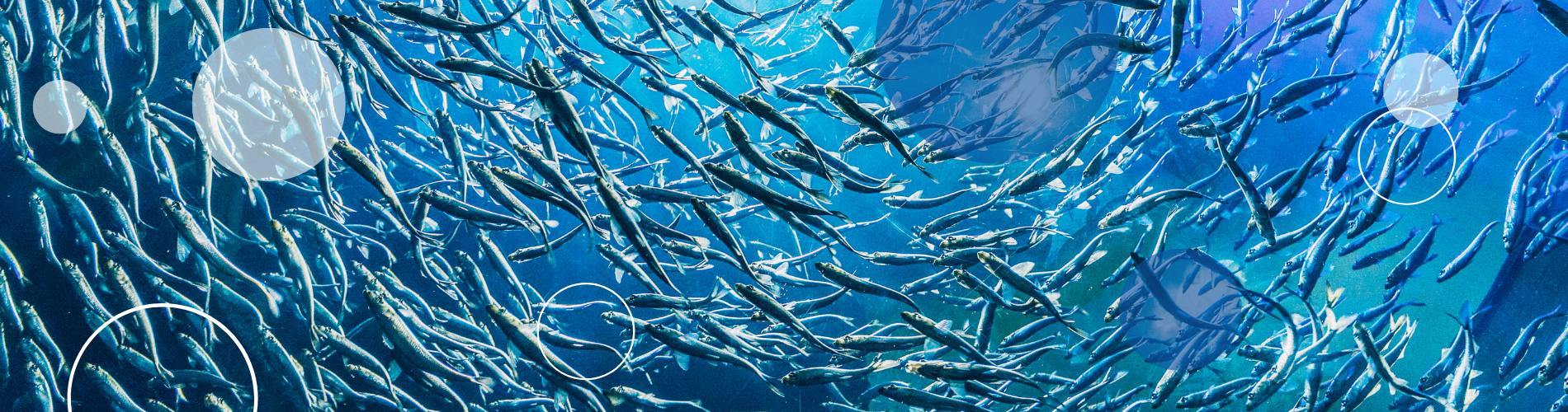 Oxywise Aquaculture Application Page banner-1900x500.png