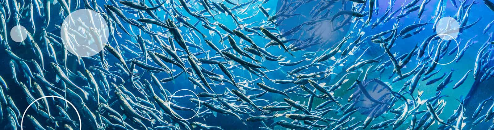 Oxywise Aquaculture Application Page banner-1900x500.png