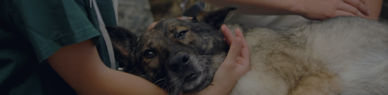 veterinary-header.png