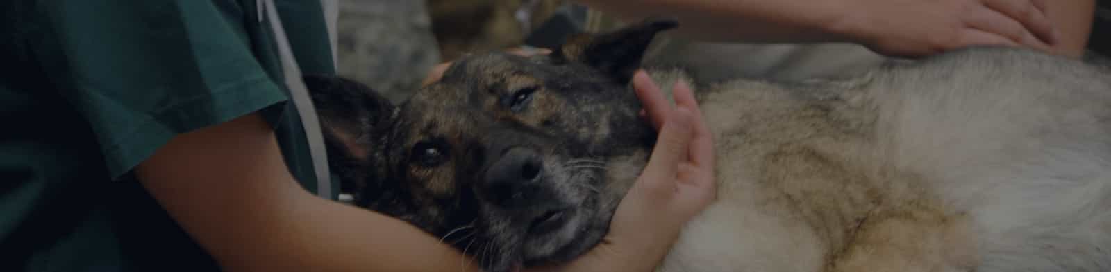 veterinary-header.png